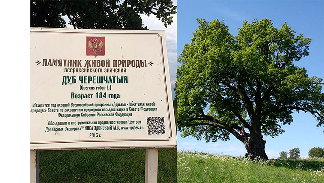 дерево года России