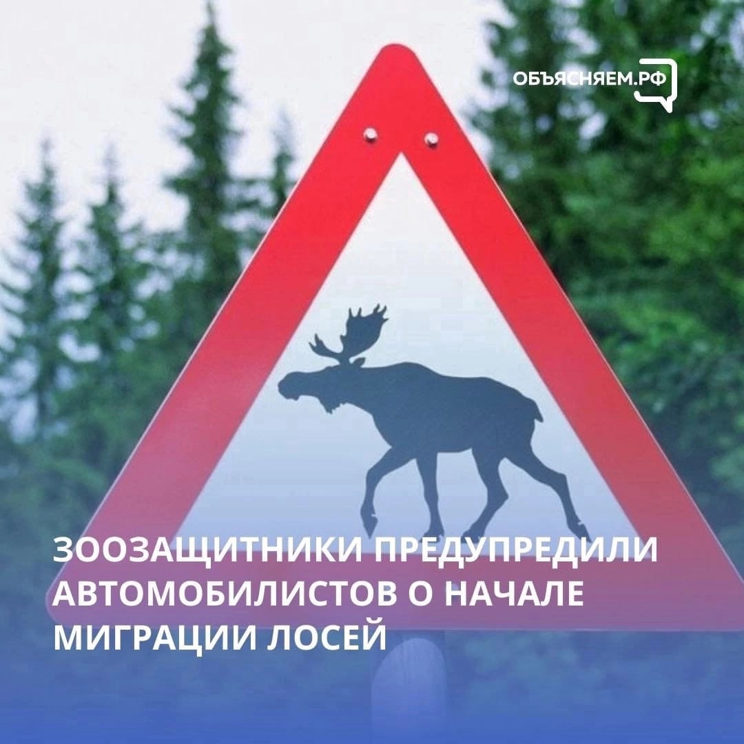Внимание, водители! В Ленобласти началась миграция лосей